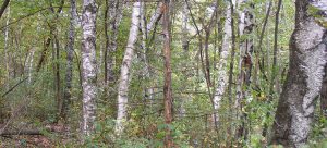 Visit Lake City MN - WHAT TO DO - Hardwood Forest