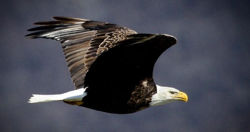 Visit Lake City MN - Eagle in flight