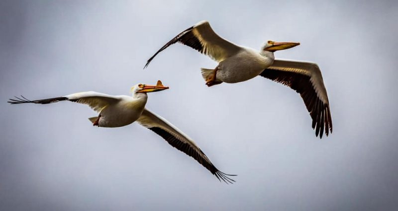 Visit Lake City MN - Pelicans